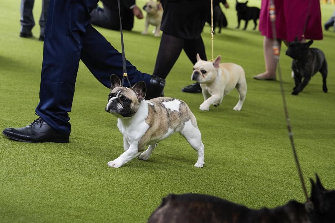 At Westminster dog show, a display of dogs and devotion