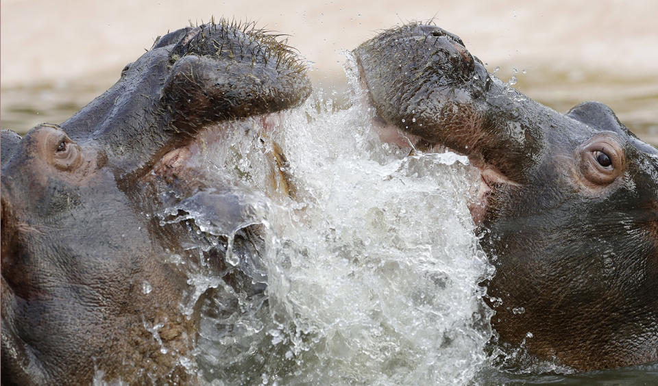 <p>Male hippopotamus Nino, left, and female hippo Pippa play in their pool at Le Cornelle Animal Park, in Valbrembo, near Milan, Italy, Feb. 17, 2017. (Photo: Antonio Calanni/AP) </p>