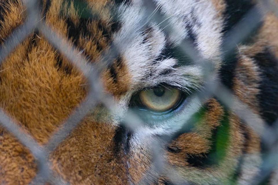 “Samar”, one of the tigers rescued from the Tiger King Park in Oklahoma, stares out of his enclosure at his new home at the Carolina Tiger Rescue in Pittsboro, N.C. on Tuesday, Aug. 9, 2022.