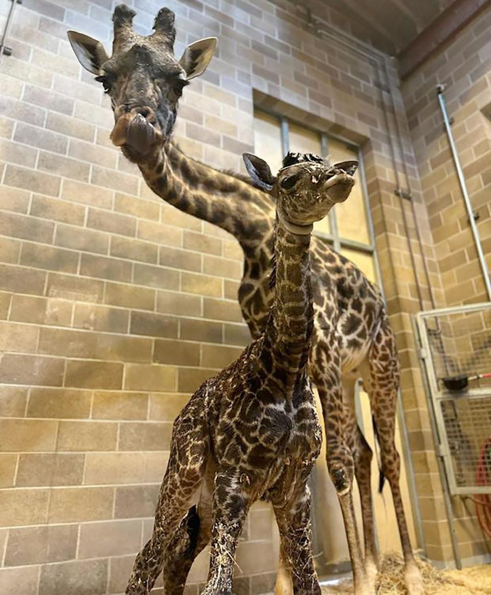 A giraffe was born at the Sacramento Zoo. https://www.facebook.com/SacZoo/. Sacramento Zoo