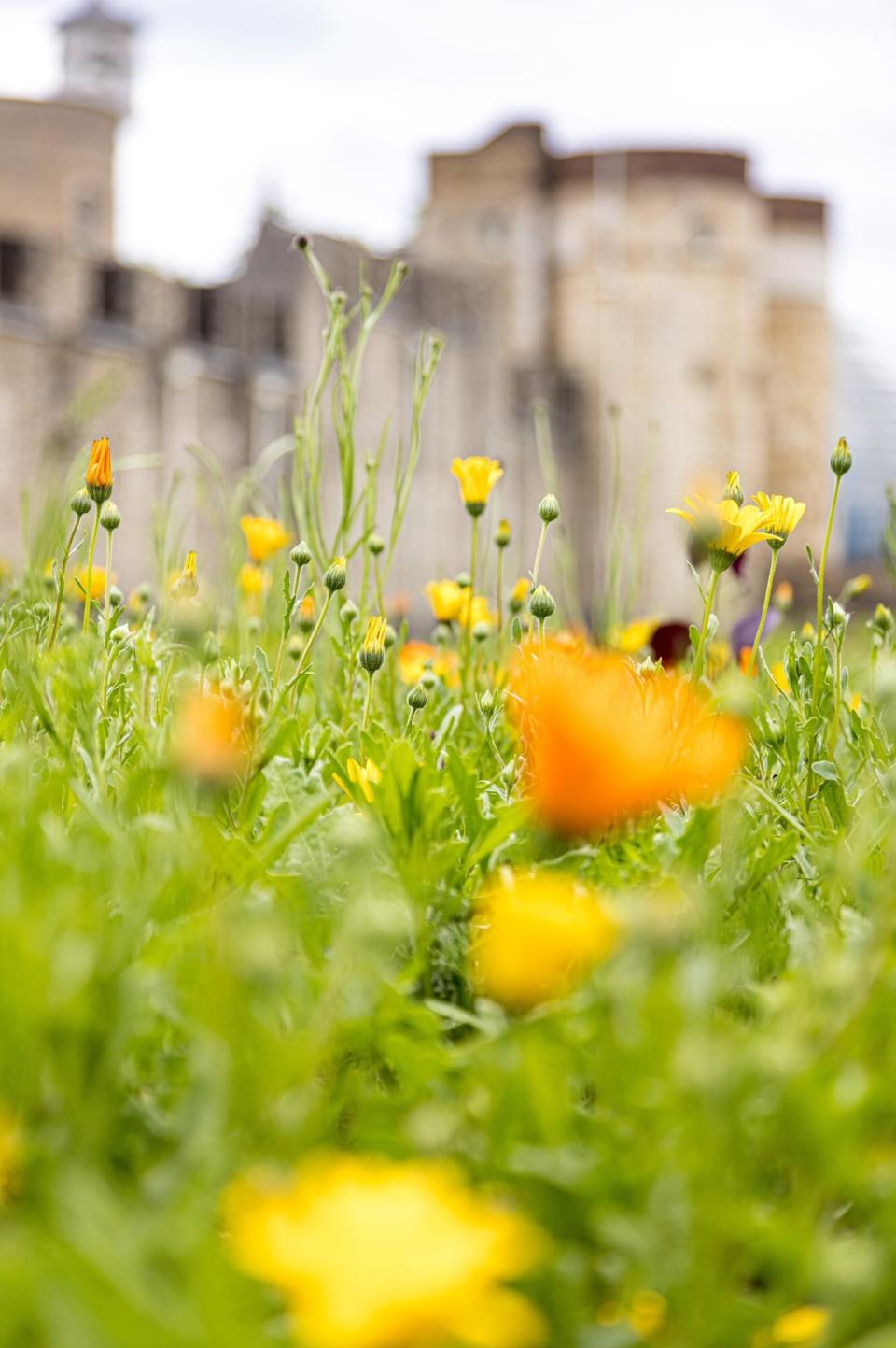 Tower of London Unveils Floral Garden to Celebrate Queen Elizabeth's Platinum Jubilee — in Its Moat! . SUPERBLOOM IMAGES AVAILABLE FOR FREE EDITORIAL USE. NO LIBRARY RIGHTS. CREDIT: © HISTORIC ROYAL PALACES.