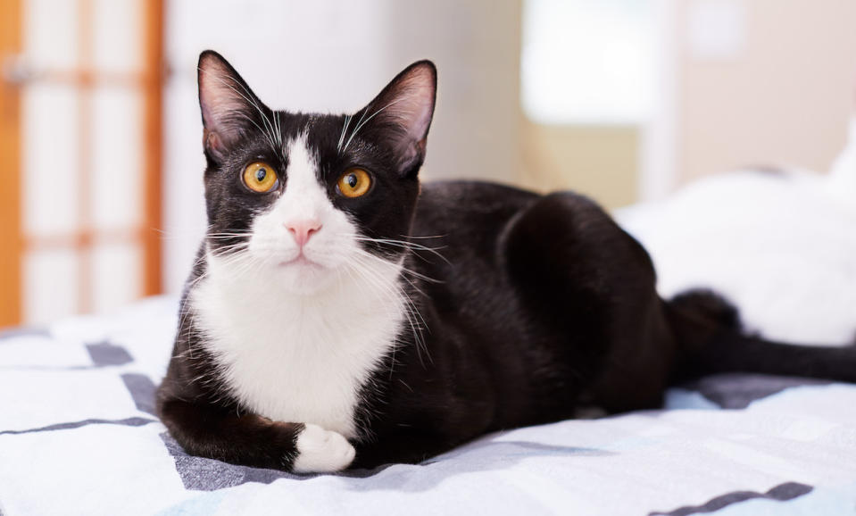 Tuxedo cat