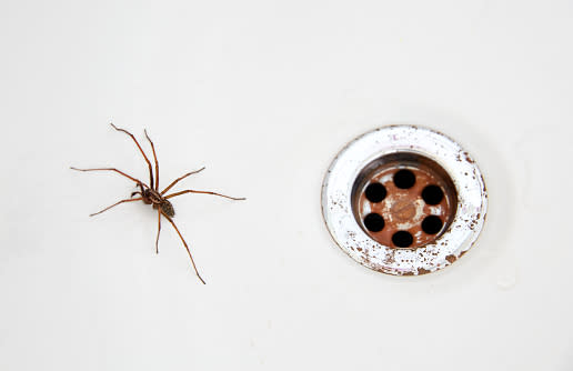 10 Household Spiders UK & Their Benefits