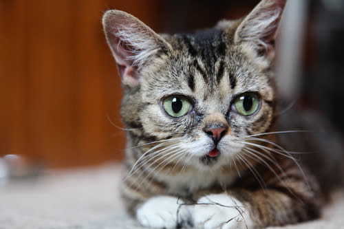 Bub is just over 1 year old and weighs only four and a half pounds.