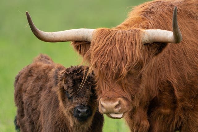 Births at the National Trust’s Wicken Fen reserve