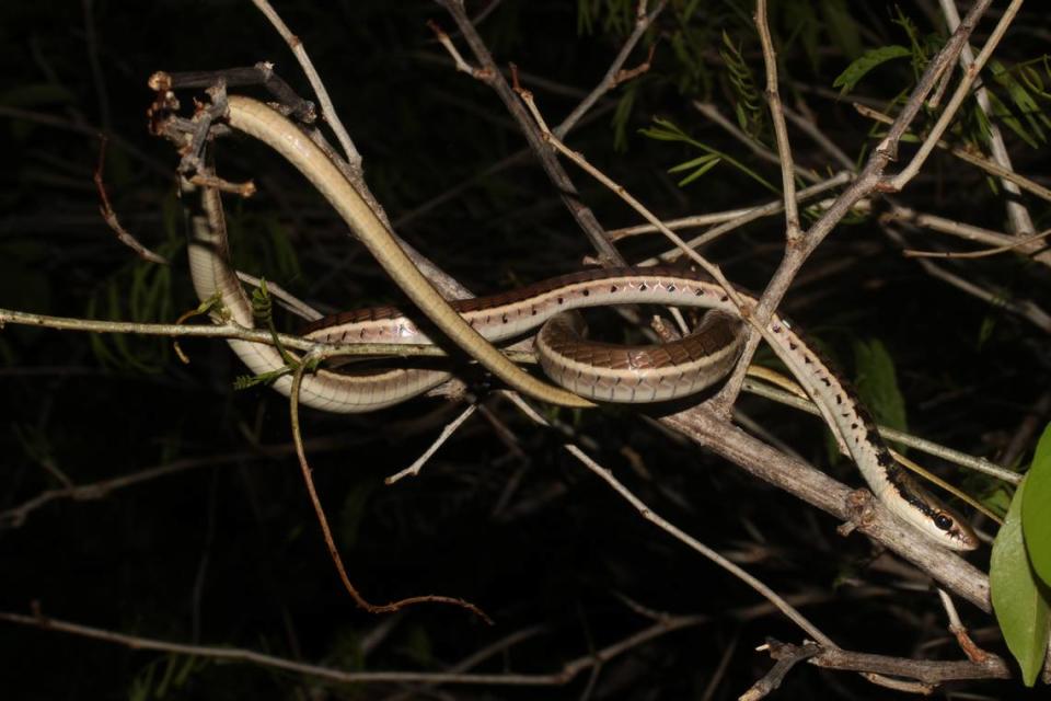 A Binh’s bronzeback snake perched on a bush.