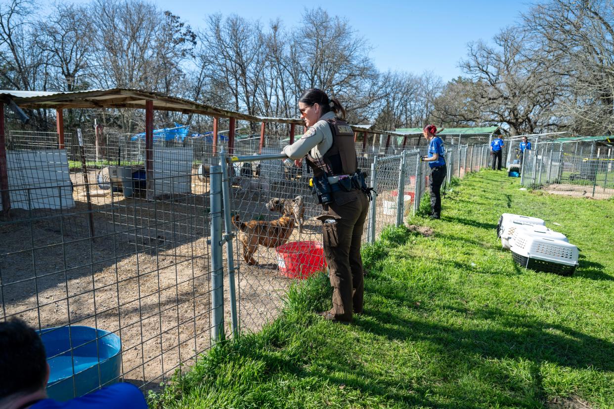 The Humane Society of the United States assists the Johnston County Sheriff’s Office in the rescue of dozens of dogs and puppies from a rural property as part of an alleged cruelty situation at two puppy mills in Milburn, Okla on Monday, March 11, 2024.
(Credit: Meredith Lee/HSUS)