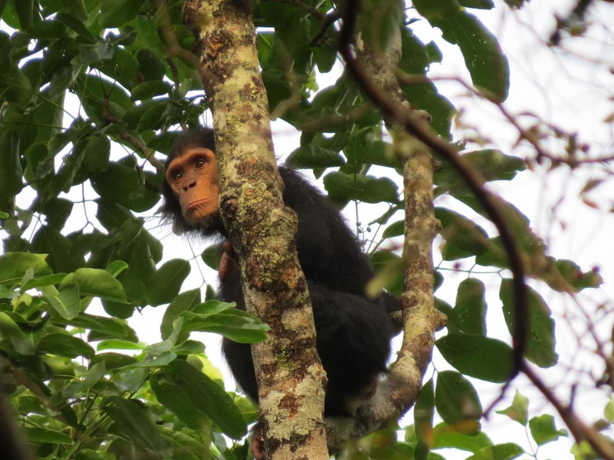 Eastern chimpanzee in Chinko Nature Reserve in the Central African Republic: Kelsey Green (African Parks)