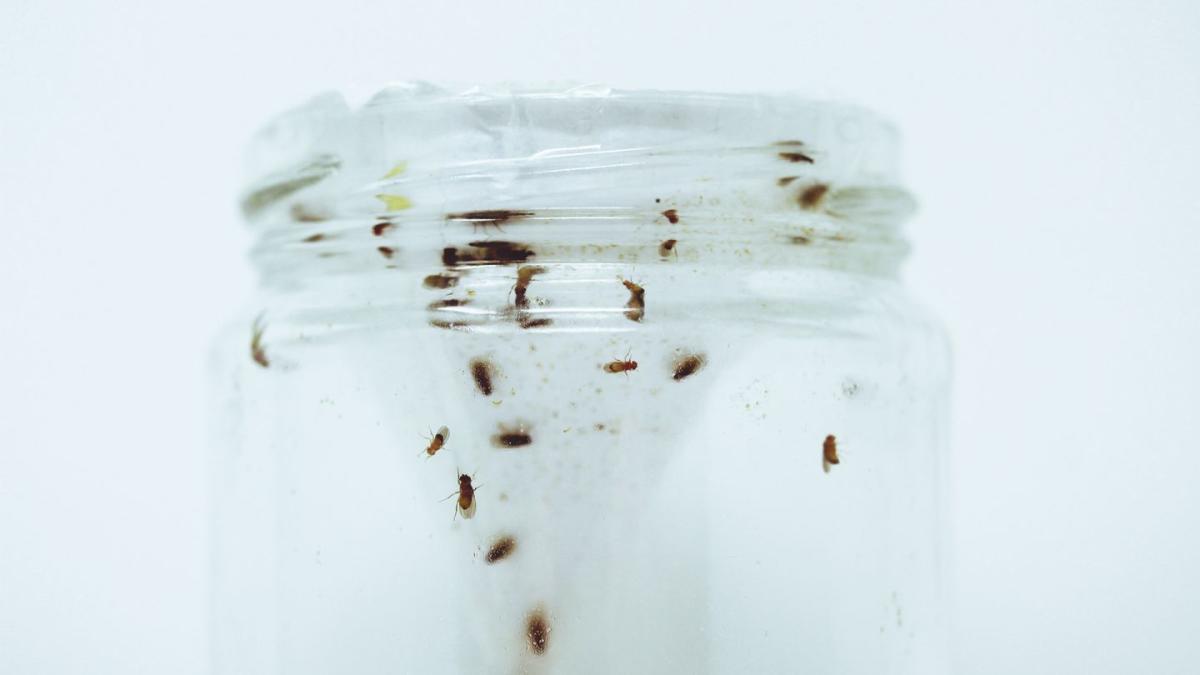 Say Goodbye to Pesky Fruit Flies with the Automatic Fruit Fly Trap Indoor, by Ivan van