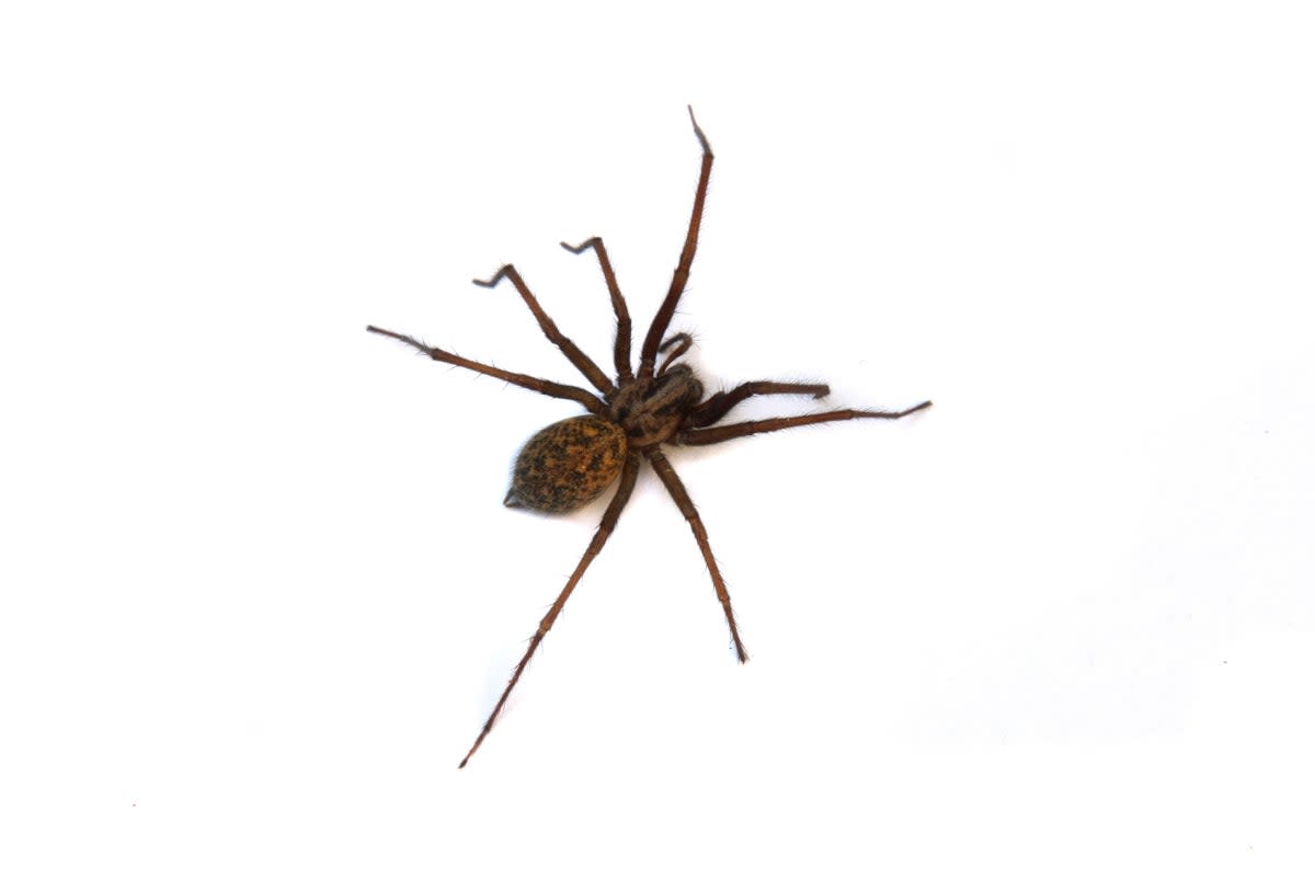 A common house spider can still bite, although it’s not  dangerous to most people but can still be painful  (Alamy Stock Photo)