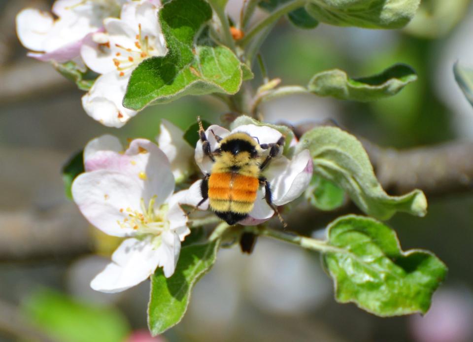 Apple flowers lure a tricolored bumble bee queen, a favorite species of bee expert Jay Watson of the Wisconsin DNR.