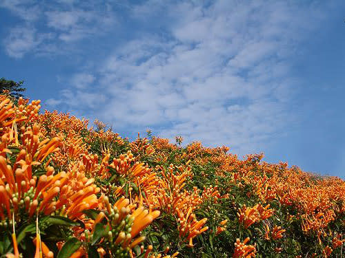 苗栗銅鑼炮仗花海公園。   圖：取自銅鑼鄉公所網站