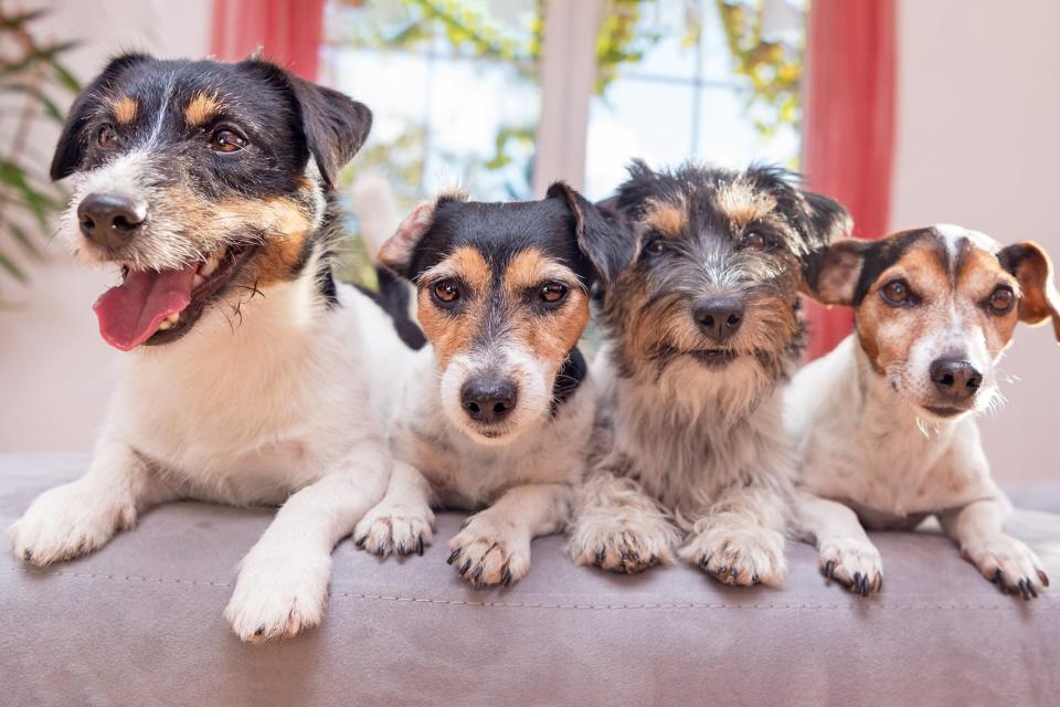 four dogs sitting together on sofa; dogs at new year's party