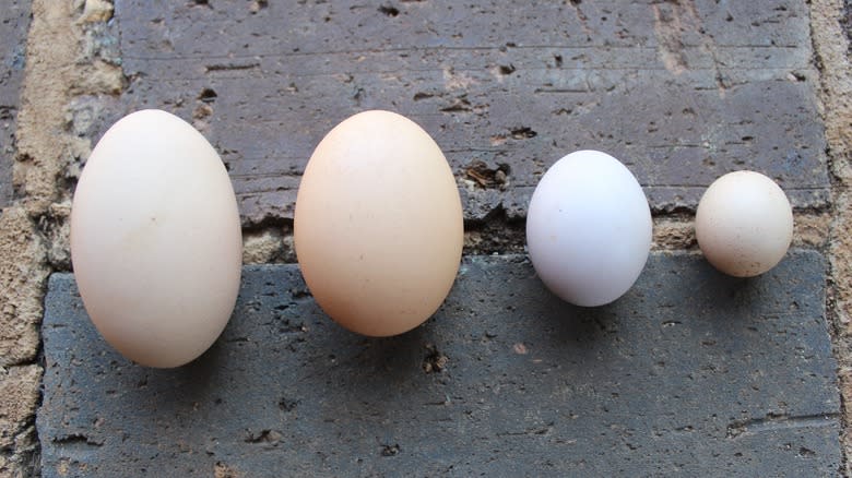 eggs of decreasing size
