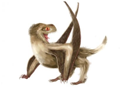 A Daohugou pterosaur, with four different feather types over its head, neck, body, and wings, and a generally ginger-brown color, based on Jurassic Period fossils unearthed in China, is seen in this  illustration handout, released from University of Bristol, in Bristol, United Kingdom on December 14, 2018.   Courtesy Yuan Zhang/Handout via REUTERS