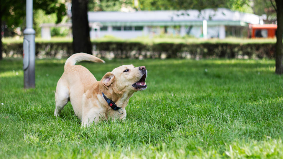 Labrador barking and playing