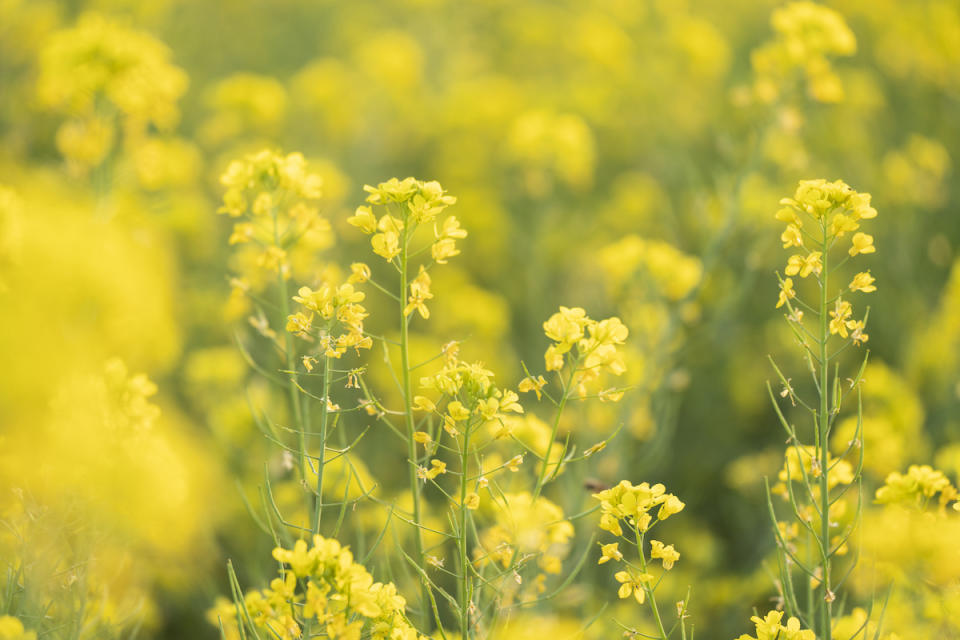 油菜花（圖片來源：Getty Creative提供）