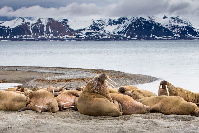 <p>Peter Orr Photography/Getty Images</p> Walruses lounge with the Spitzberg mountains in the distance.
