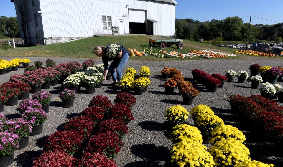 Mums are available at the Kline's Farm farm market at 9520 Cleveland Ave. in North Canton.