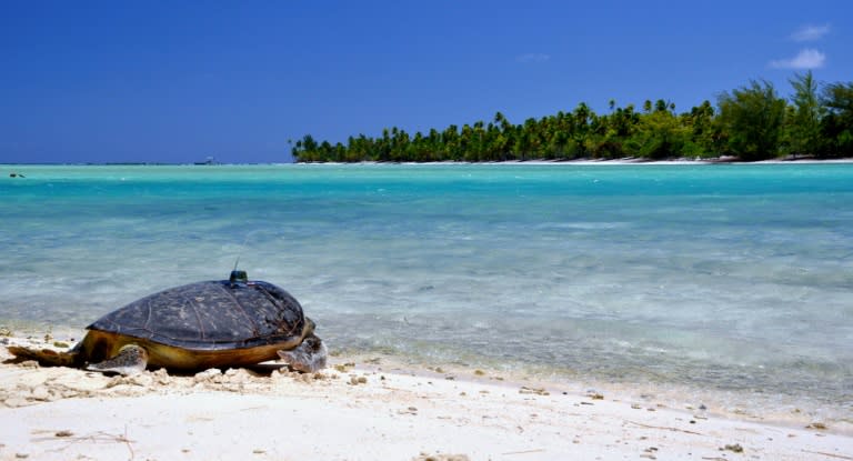 An exotic island paradise in French Polynesia bought by Marlon Brando in the sixties is using its Hollywood image to tackle environmental issues -- with a little help from its jet-set visitors