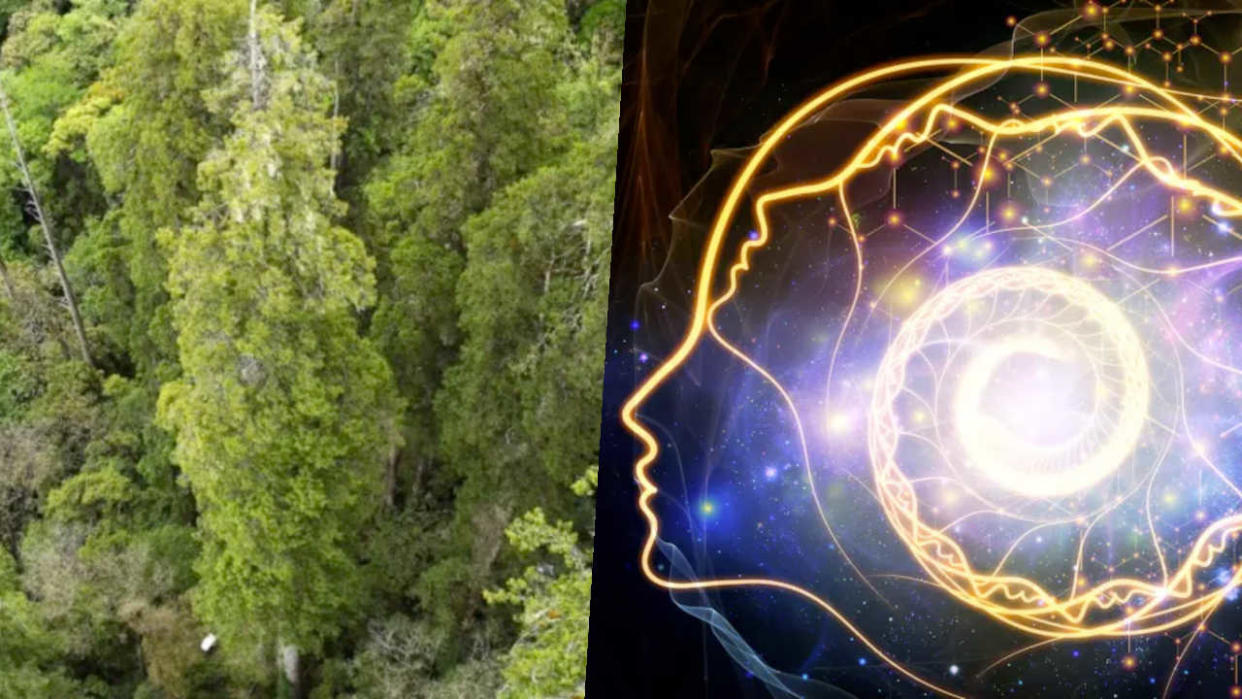  The tallest tree in Asia has been found in a canyon in China / An artist's illustration of the human mind containing a large spiral 