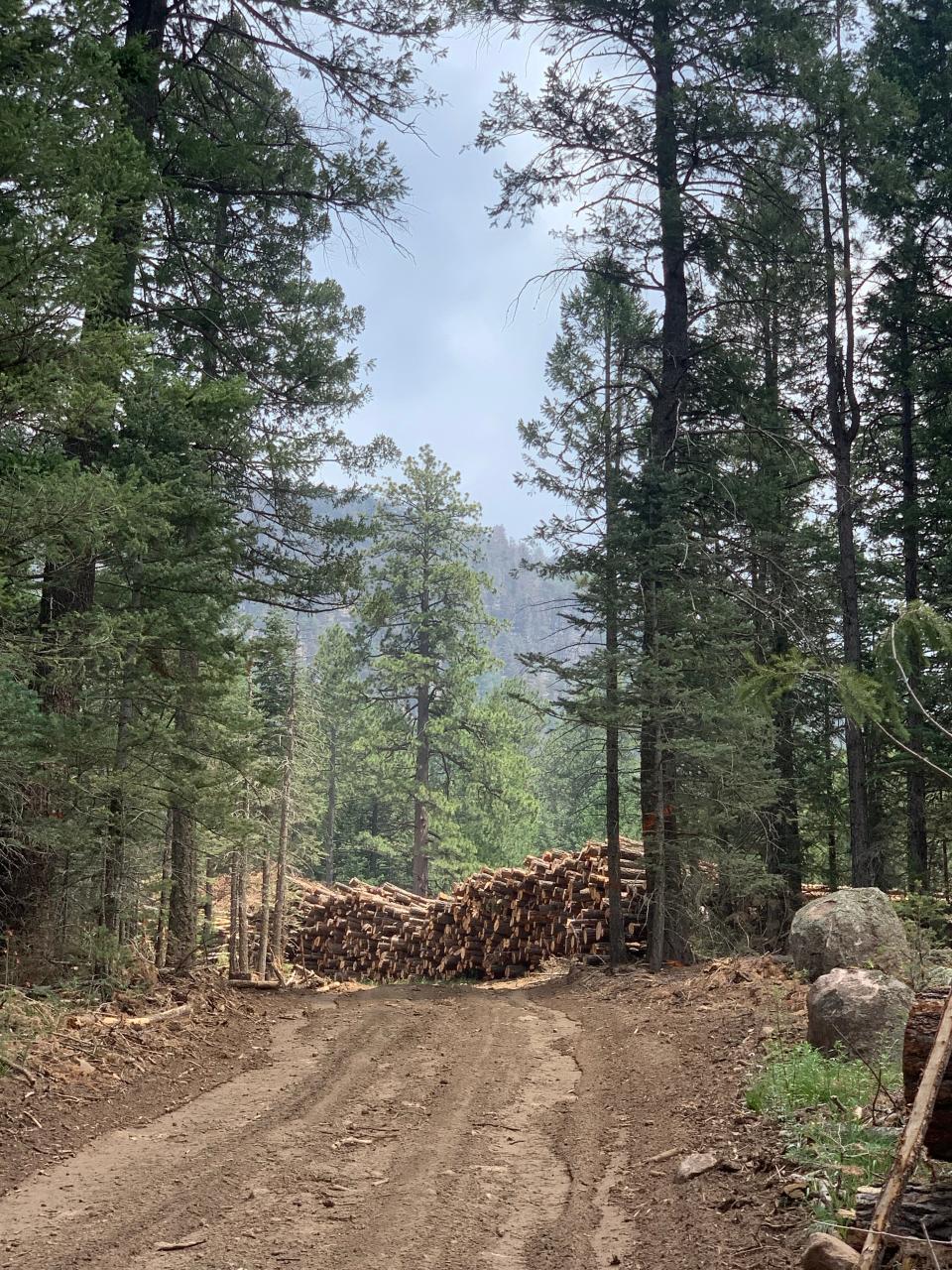 Mechanical thinning near Mexican spotted owl habitat.