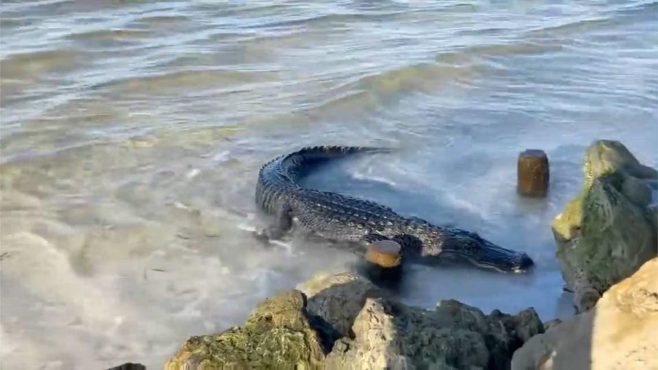 An alligator was seen on the beach near Rod and Reel Pier by a visitor from Maryland. 