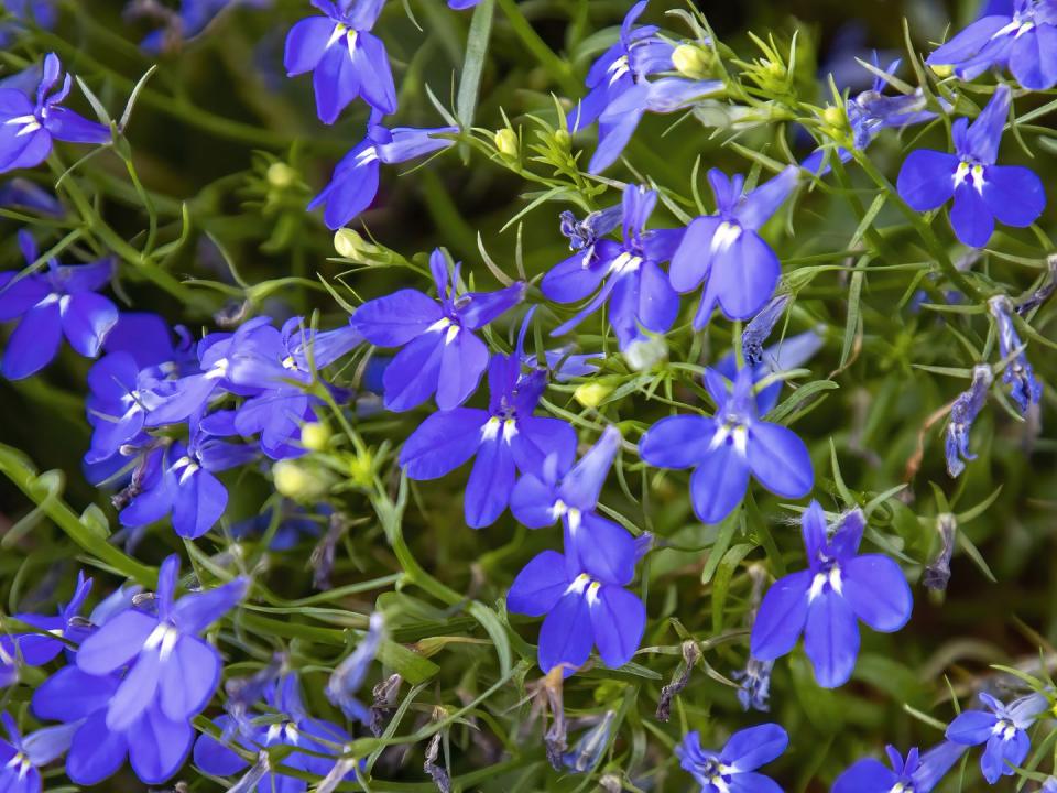 shade flowers lobelia