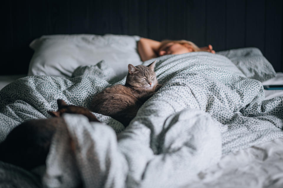 Two cute cats lying on a bed with sleeping woman in the background