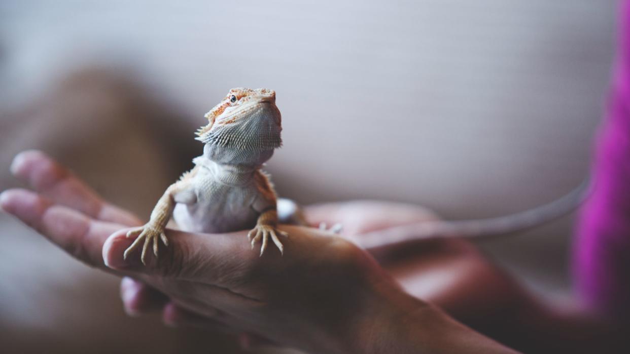  Bearded dragon sitting on owner's hand. 