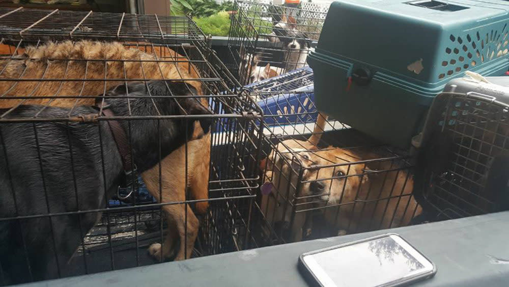 This story of good Samaritans rescuing 21 dogs from Hurricane Harvey flood waters will warm your heart