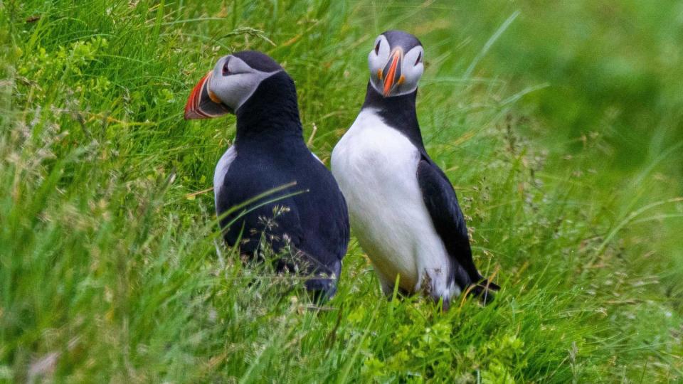 Two puffin birds stand in green grass in Iceland