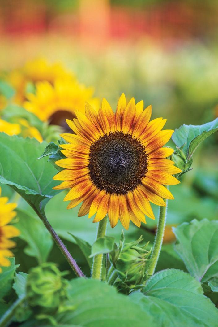 Tiger Eye sunflower is a new cultivar from Burpee Seeds.