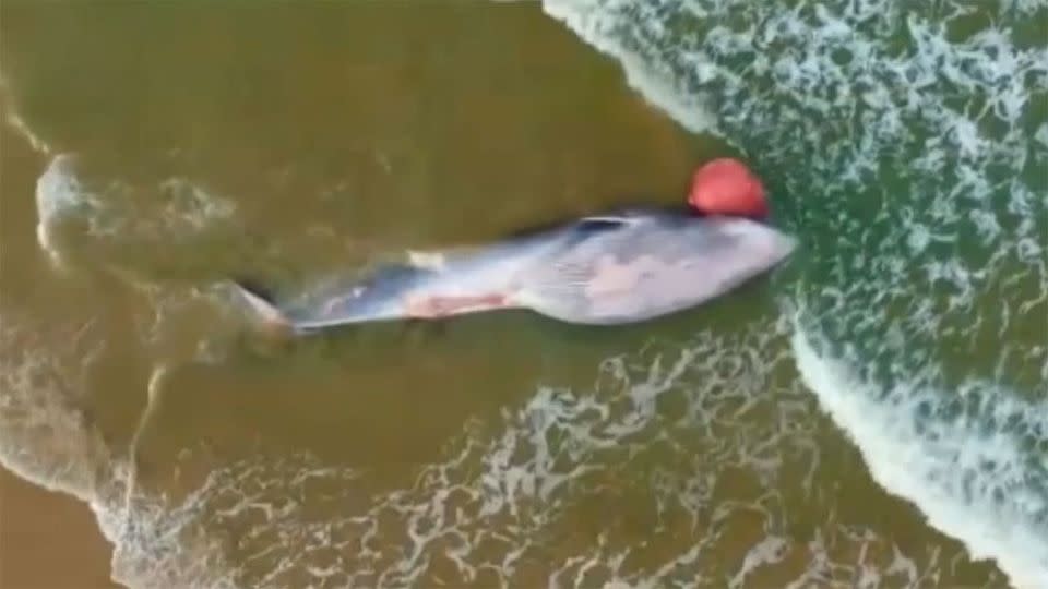 20-tonne whale astounded Irish beach-goers when it was washed ashore on Monday. Photo: Supplied