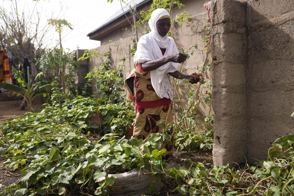 Hauwa Bwami, 50-year-old widow and mother of five, who nearly lost her grand son to kwashiokor, works on her orange-fleshed sweet potato, farm in Kaltungo Poshereng Nigeria, Sunday, June 2, 2024. More than a dozen women gathered this week in Kaltungo's Poshereng village where they are learning at least 200 recipes they can prepare with those local foods which, in the absence of rain, are grown in sand-filled sacks that require small amounts of water. The training session mirrored the struggles of households who are more challenged amid Nigeria's worst cost of living crisis. (AP Photo/Sunday Alamba)