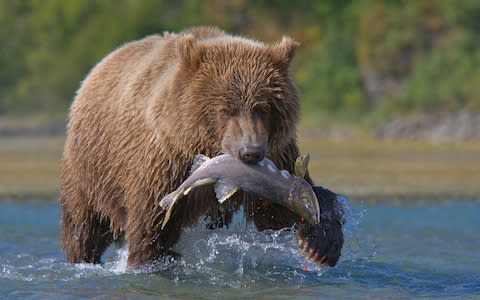 bear with salmon - Credit: Getty