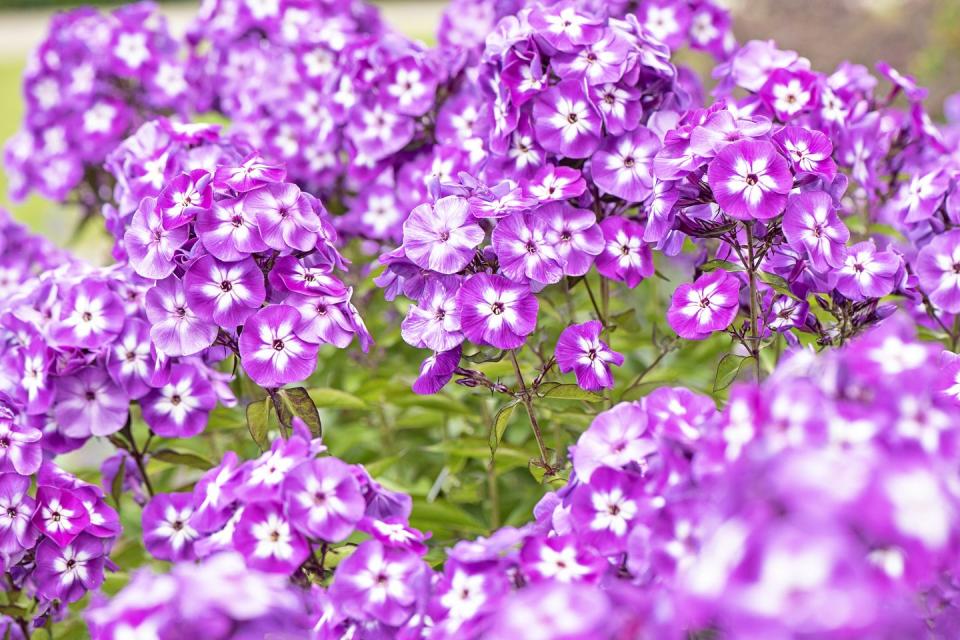 garden phlox