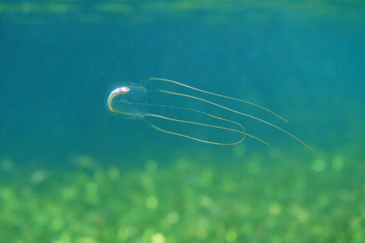 Box jellyfish. (PHOTO: Getty Images)