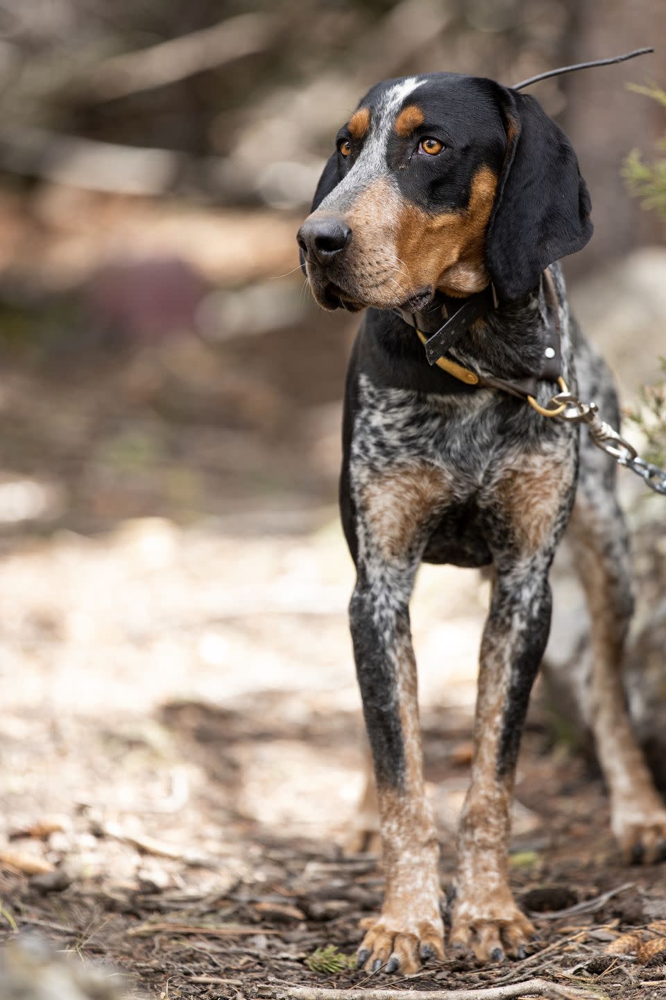 medium dog breeds bluetick coonhound