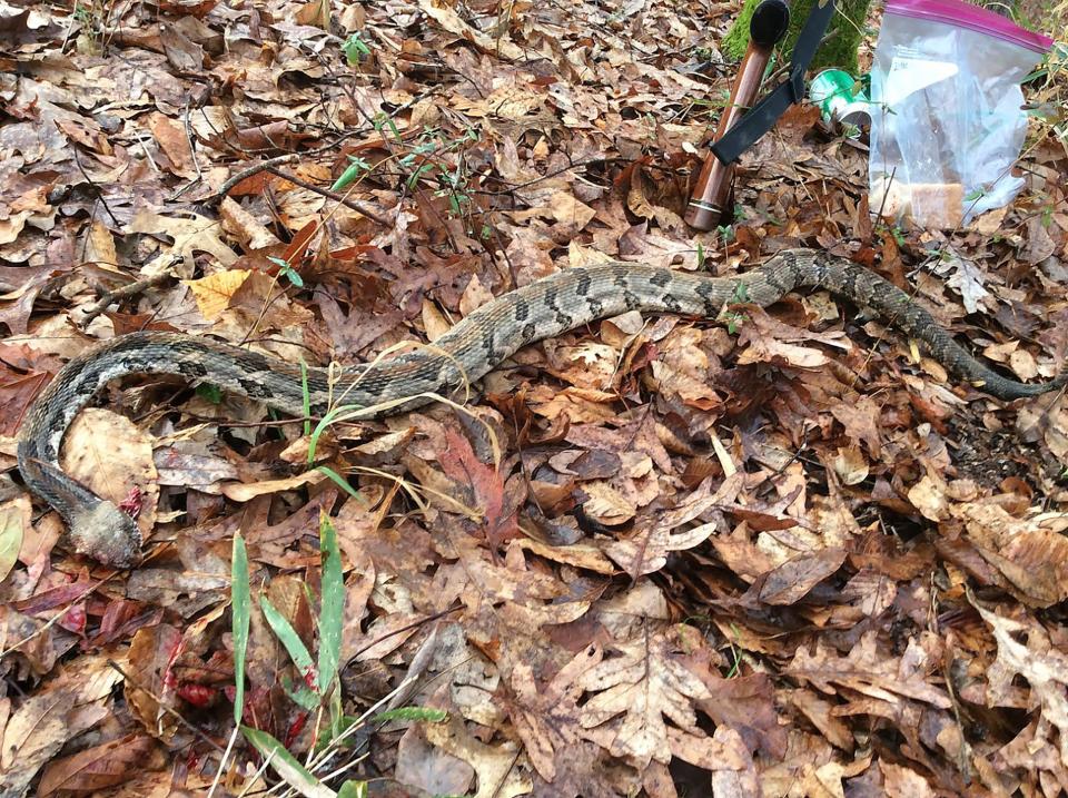 Mack Ginn was in a hunting stand for almost two hours when this 4 1/2-foot timber rattlesnake began buzzing only a few inches from his foot.