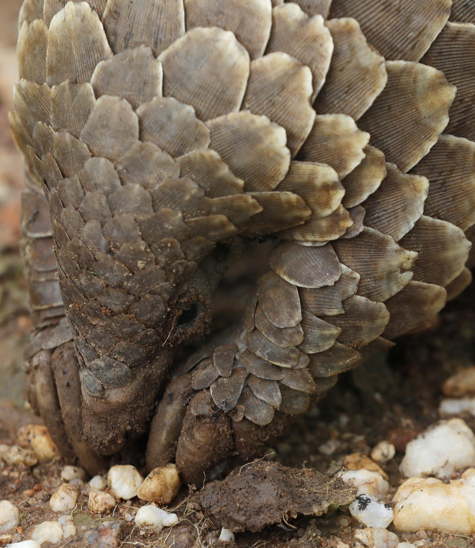 In this photo taken on Friday, Feb. 15, 2019, a pangolin looks for food on a private property in Johannesburg, South Africa. As World Pangolin Day is marked around the globe, Saturday, some conservationists in South Africa are working to protect the endangered animals, including caring for a few that have been rescued from traffickers. (AP Photo/Themba Hadebe)