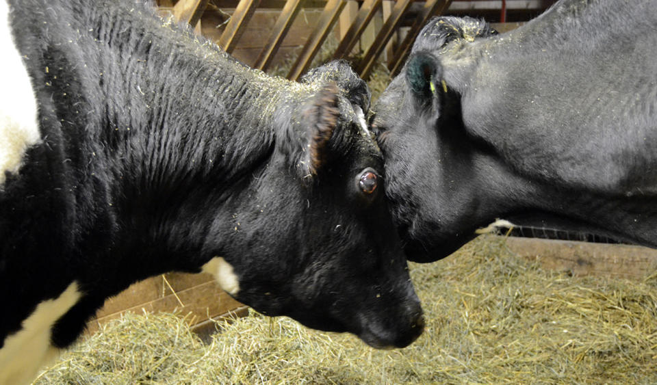 In this image Feb. 5, 2014 provided by Farm Sanctuary shelter, blind cows Tricia, left, and Sweety get acquainted at the shelter in Watkins Glen, N.Y. After the shelter tried to find ways to help Tricia, 12, and blind since birth, a Canadian animal welfare group sent Sweety, 8, via special transport. She arrived on Feb. 4, and they have become best female friends, playing in the grass, eating in the barn and grooming one another. (AP Photo/Farm Sanctuary)