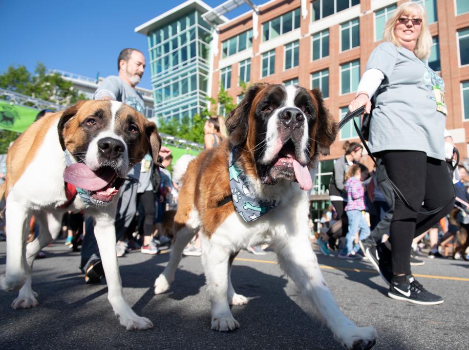 Lynn Lowery and her husband Mike walk with their dogs Samson (left) and Duke during the 2019 Mutt Strut in downtown Greenville Saturday, April 27, 2019. The event benefits the Greenville Humane Society.

Correction: The earlier cutline incorrectly identified the people in the photo as  Travis and Becky Bogan and their dogs Ralphie (left) and Moose.