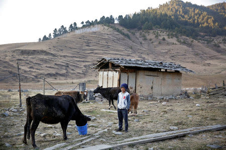 Sonam Tshering, 13, feeds cattle in the Phobjikha Valley, Bhutan, December 14, 2017. "I would love to become a science teacher and watch Cristiano Ronaldo play for Real Madrid," said Sonam. REUTERS/Cathal McNaughton