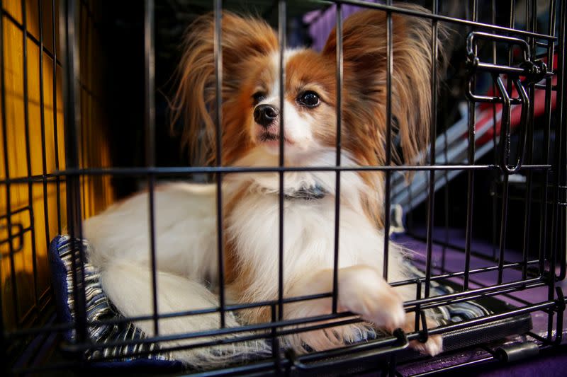 A dog sits in a cage ahead of the Masters Agility Championship during the Westminster Kennel Club Dog Show in New York