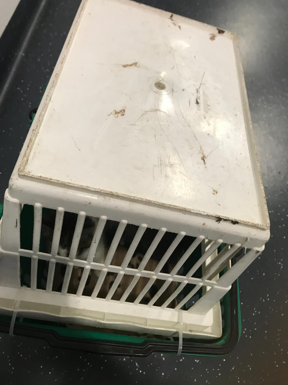 Four kittens found in this makeshift cage of Woolworths shopping baskets. Source: RSPCA SA