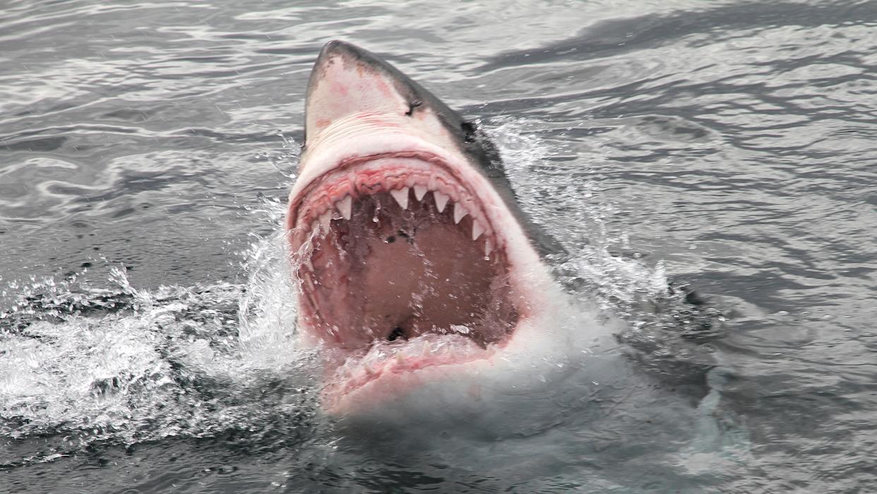  a large great white shark breaking the surface of the water with a huge mouth open and teeth showing 