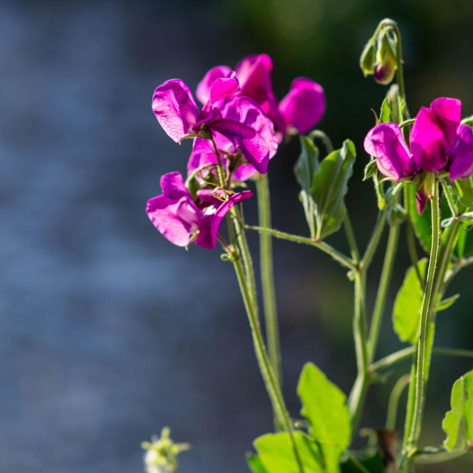 Purple sweet peas