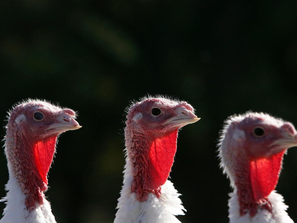 thanksgiivng turkeys