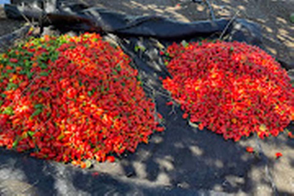 A group of young entrepreneurs from Port-au-Prince are helping farmers in northern Haiti grow peppers. This variety known as “Piman Bouk,” is among the peppers being developed in Paulette, Haiti. l 2023 by the company AGRILOG.